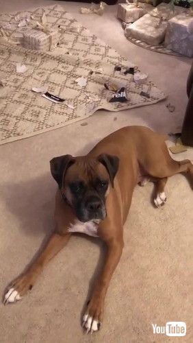 Boxers Break Into Christmas Gifts || ViralHog」
