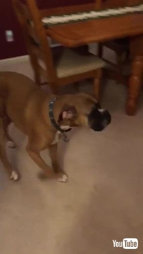 Boxers Break Into Christmas Gifts || ViralHog」