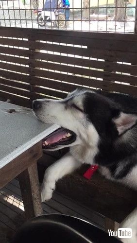 「Husky Falls Asleep at Table || ViralHog」