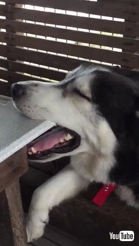 「Husky Falls Asleep at Table || ViralHog」