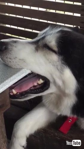 「Husky Falls Asleep at Table || ViralHog」