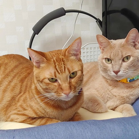 ネコちゃんたち