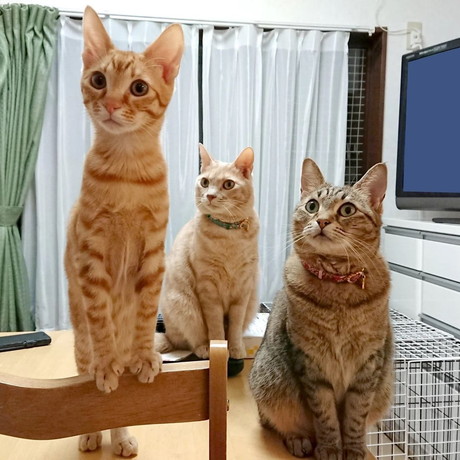 ネコちゃんたち