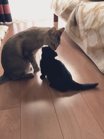 猫