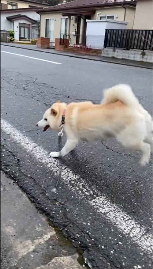 冒頭のはなちゃん