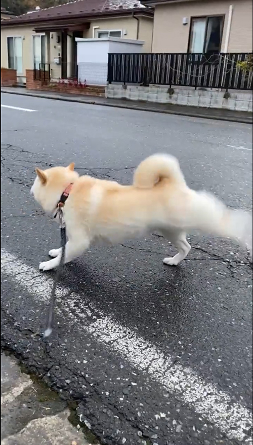左後ろ脚を伸ばすはなちゃん