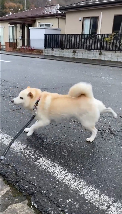 右後ろ脚を伸ばすはなちゃん
