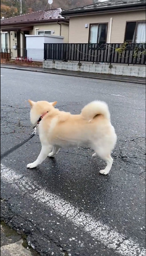 動画最後のはなちゃん