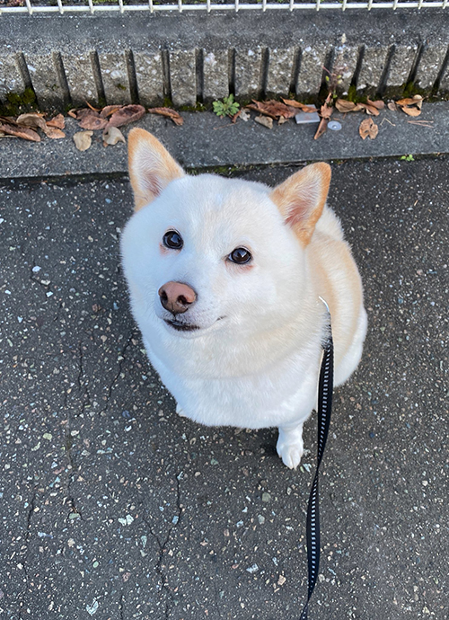 お散歩中に見上げるはなちゃん