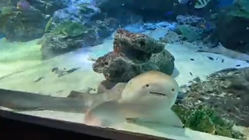 1と同じトラフザメ