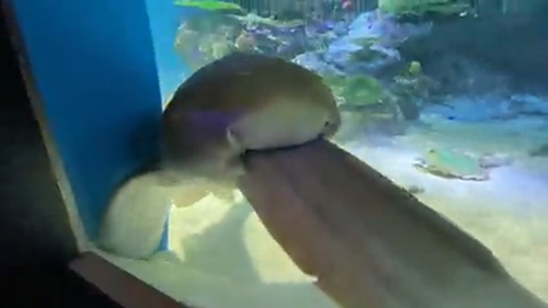 4と同じトラフザメ