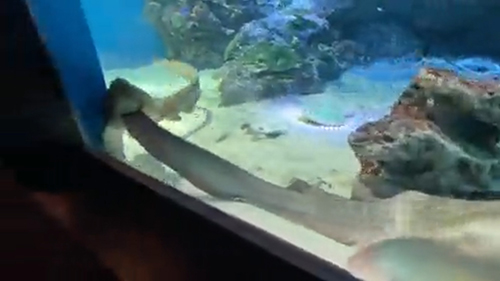 3と同じトラフザメ