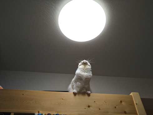 猫 元気玉 ポーズ ライト ラグドール