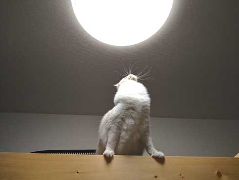 猫 元気玉 ポーズ ライト ラグドール