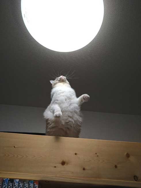 猫 元気玉 ポーズ ライト ラグドール