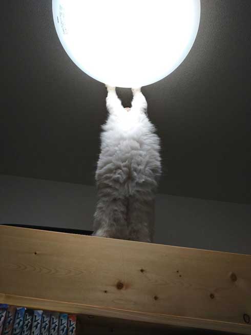 猫 元気玉 ポーズ ライト ラグドール