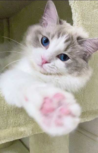 猫 元気玉 ポーズ ライト ラグドール