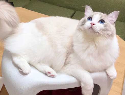 猫 元気玉 ポーズ ライト ラグドール