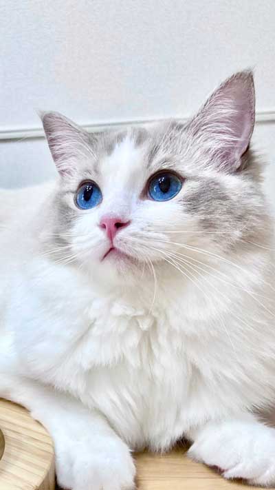 猫 元気玉 ポーズ ライト ラグドール