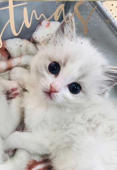 猫 元気玉 ポーズ ライト ラグドール