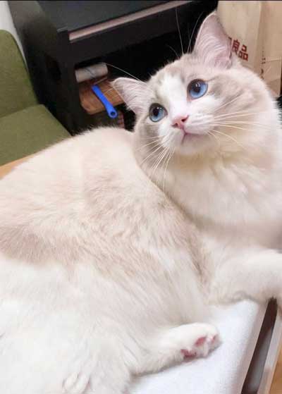 猫 元気玉 ポーズ ライト ラグドール