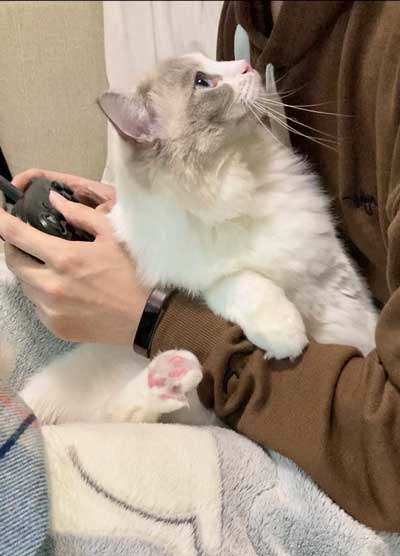 猫 元気玉 ポーズ ライト ラグドール