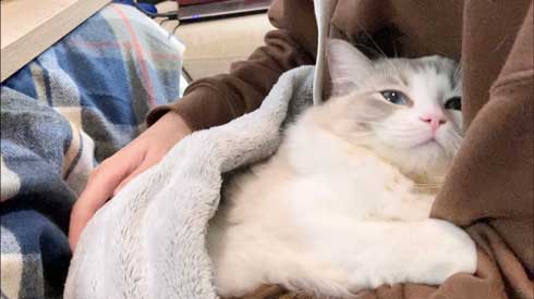 猫 元気玉 ポーズ ライト ラグドール