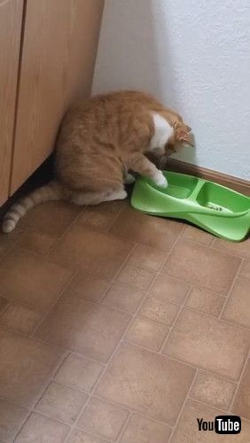 「Kiyoko the Cat Using Paw to Drink Water || ViralHog」