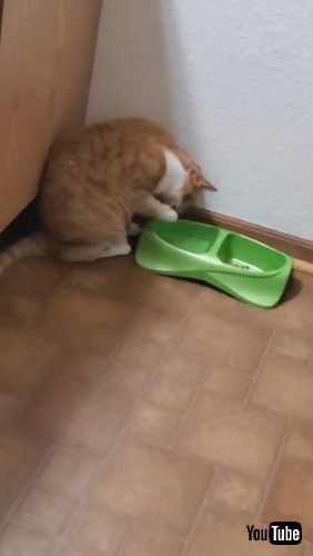 「Kiyoko the Cat Using Paw to Drink Water || ViralHog」