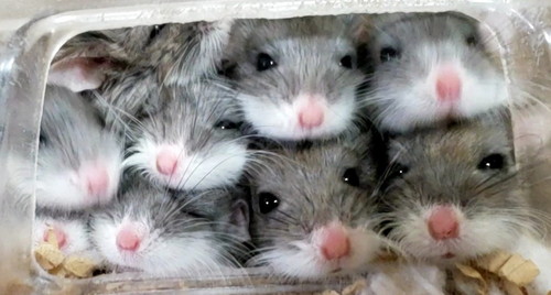 ハムスターがぎゅうぎゅう