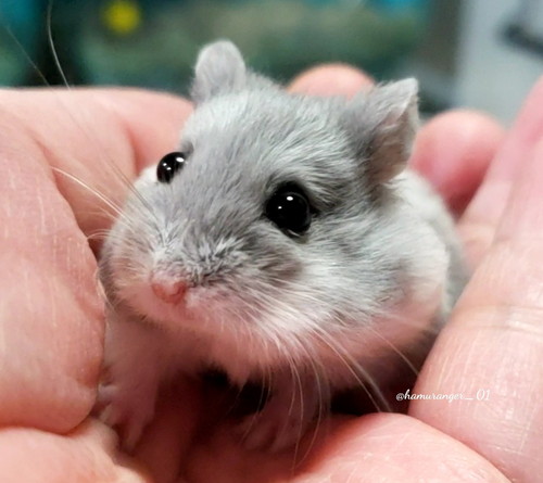 ハムスターさんたち