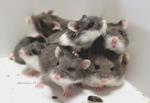 ハムスターさんたち