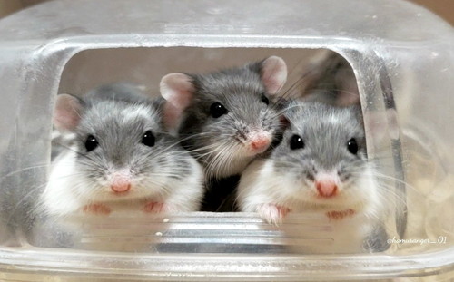 ハムスターさんたち