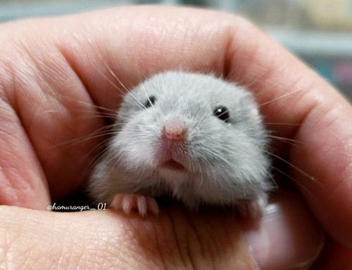 ハムスターさんたち