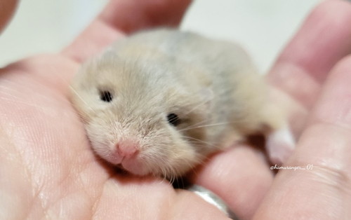 ハムスターさんたち