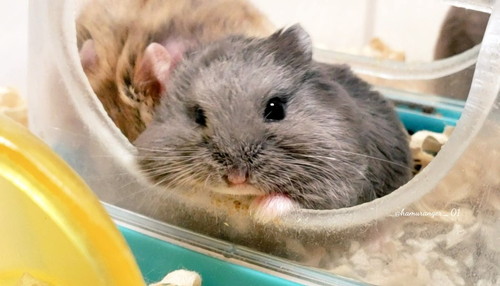 ハムスターさんたち