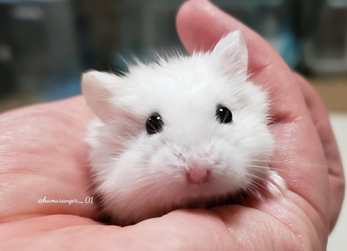 ハムスターさんたち