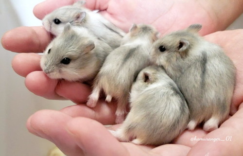 ハムスターさんたち