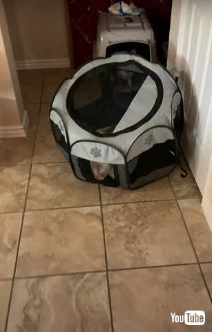 ベビーサークルと子犬