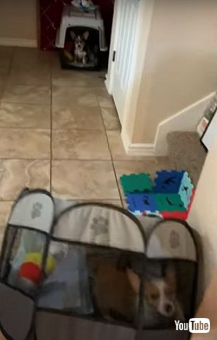 ベビーサークルと子犬