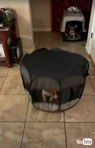 ベビーサークルと子犬