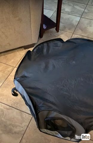 ベビーサークルと子犬