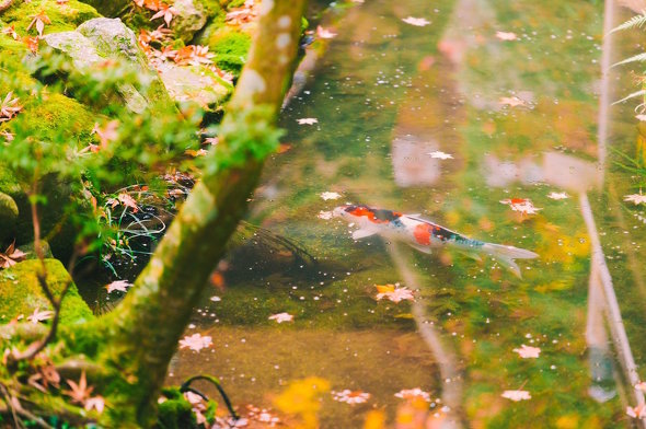 永観堂 松島えぬ