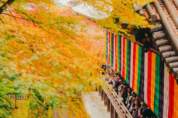 永観堂 松島えぬ