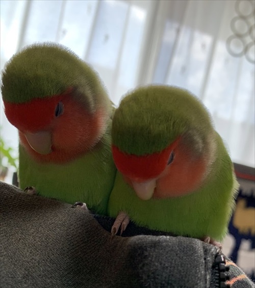 コザクラインコ