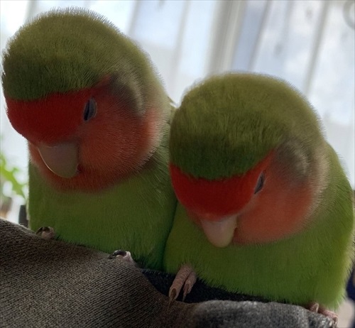 肩でスヤァとなるインコ