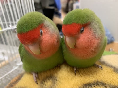 肩でスヤァとなるインコ