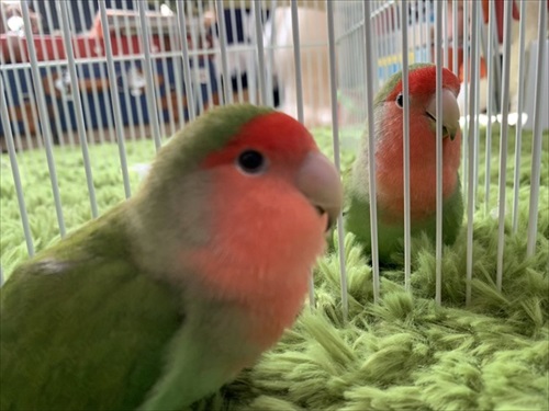 肩でスヤァとなるインコ