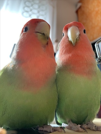 肩でスヤァとなるインコ