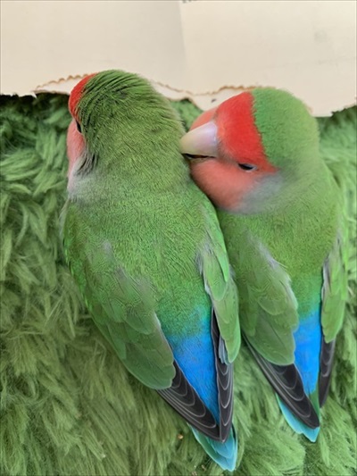 肩でスヤァとなるインコ